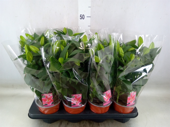 <h4>Lilium ori.   ...mix</h4>