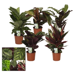 Calathea mix 14Ø 55cm