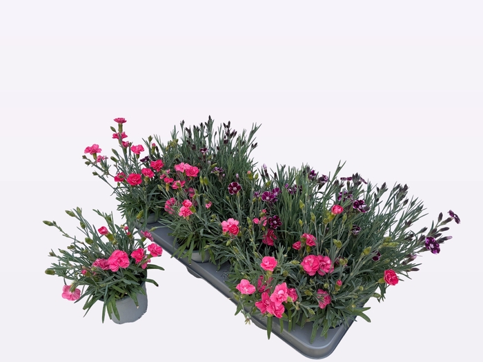 <h4>DIAN OSC GEM</h4>