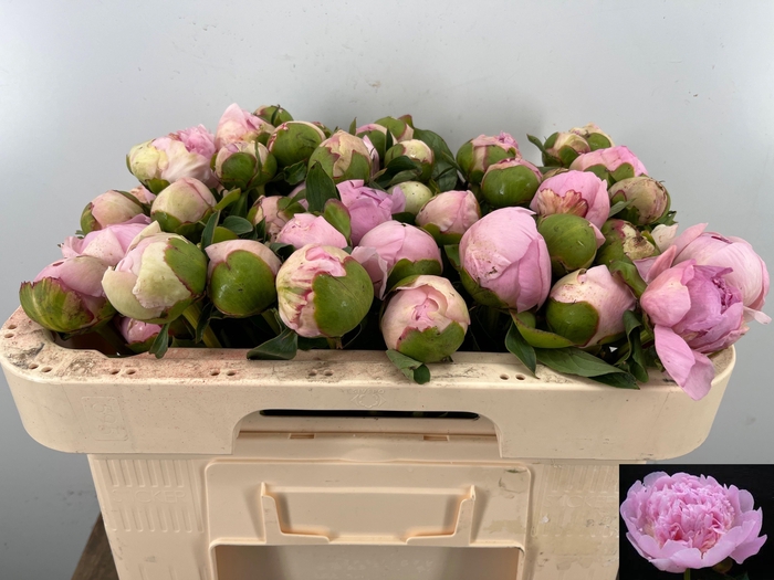 <h4>PAEO L ANGEL CHEEKS</h4>