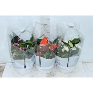 ANTHURIUM VARIADO ESPECIAL P17 BAIXO