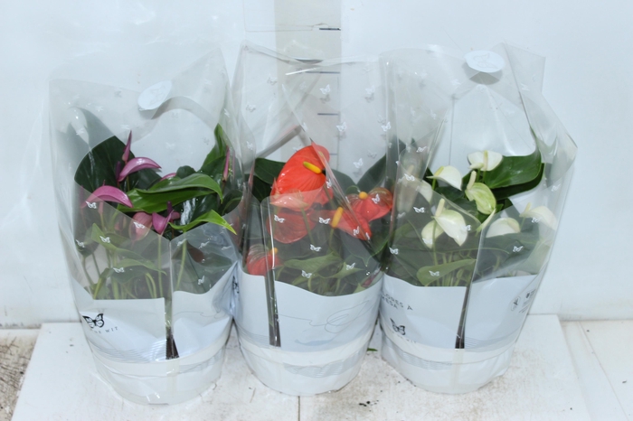 <h4>ANTHURIUM VARIADO ESPECIAL P17 BAIXO</h4>