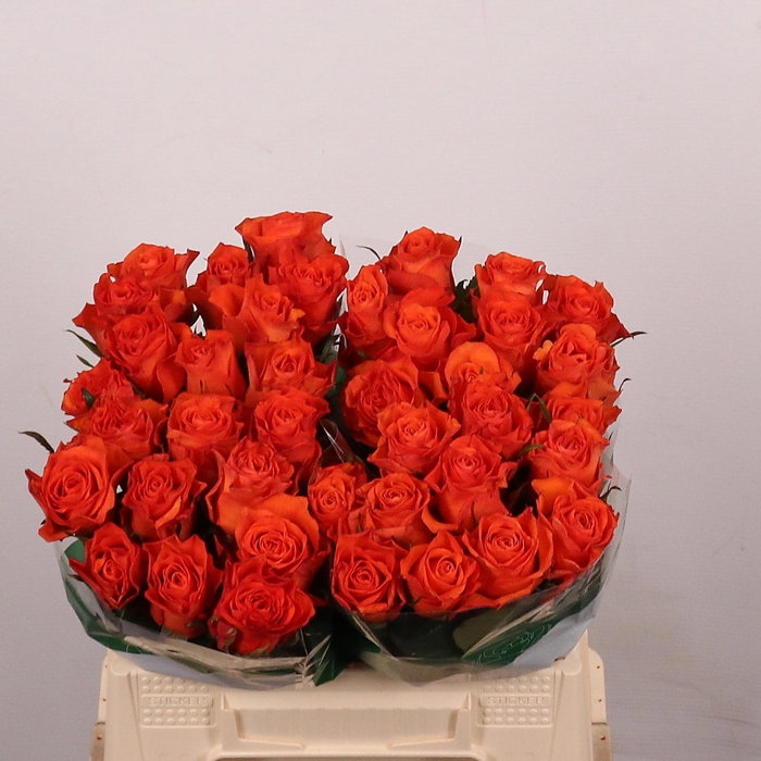 <h4>R GR ORANGE WAVE</h4>
