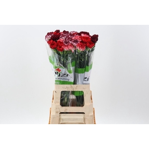 Di St Rainbow Mix Red