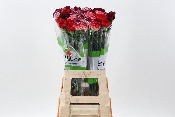 <h4>Di St Rainbow Red</h4>