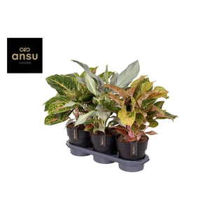 Aglaonema Special Mix