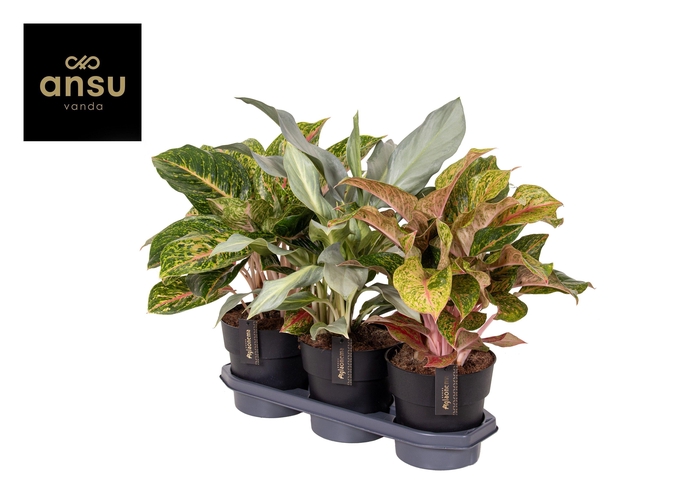<h4>Aglaonema Special Mix</h4>