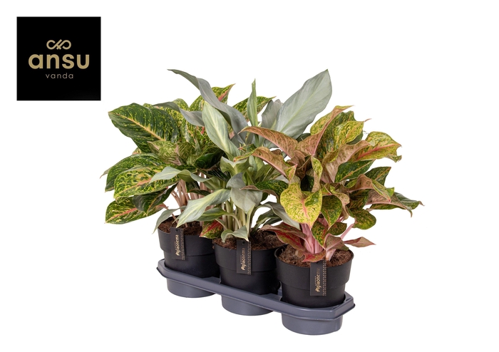 <h4>Aglaonema Special Mix</h4>