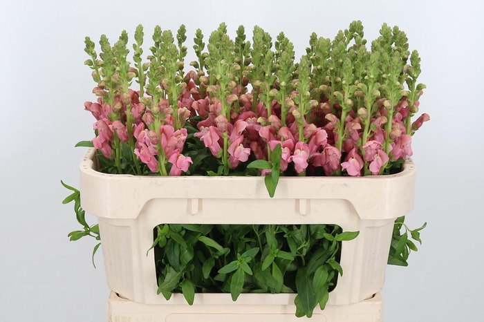 <h4>Antir Cool Rose</h4>