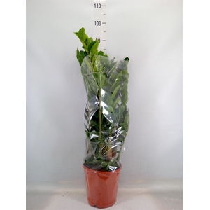 Zamioculcas zamiifolia