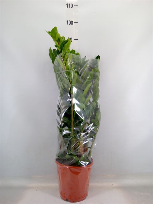 <h4>Zamioculcas zamiifolia</h4>