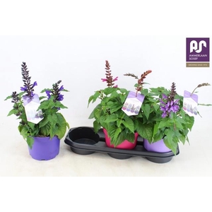 SALVIA SALGOON GEM