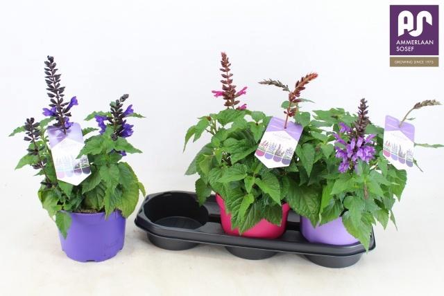 <h4>SALVIA SALGOON GEM</h4>