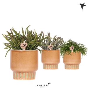 Kolibri Greens Rhipsalis mix in Bold pot cognac