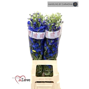 Delph En Jenny Pearl