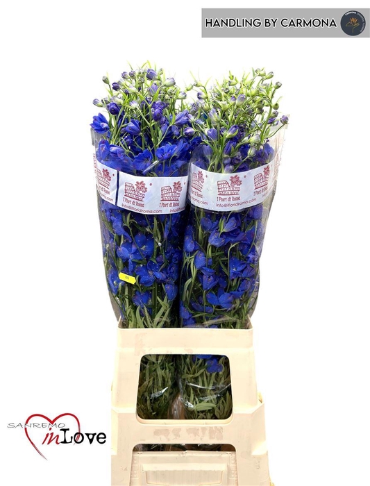 <h4>Delph En Jenny Pearl</h4>