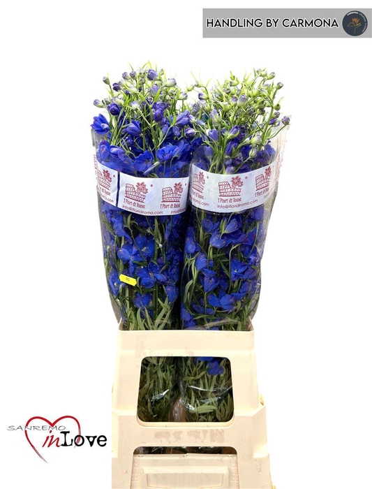 <h4>Delph En Jenny Pearl</h4>