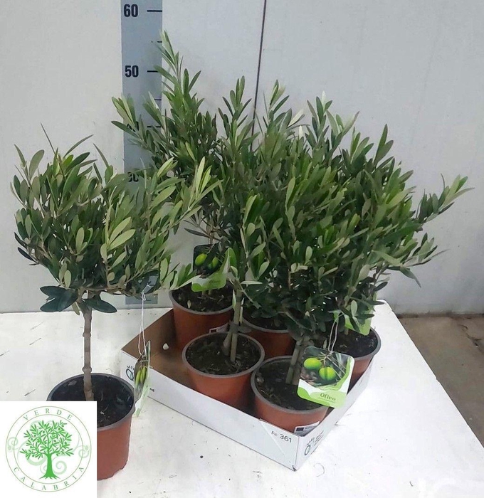 <h4>OLEA EUROPAEA</h4>