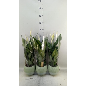 Spathiphyllum  'Sweet Ricardo'