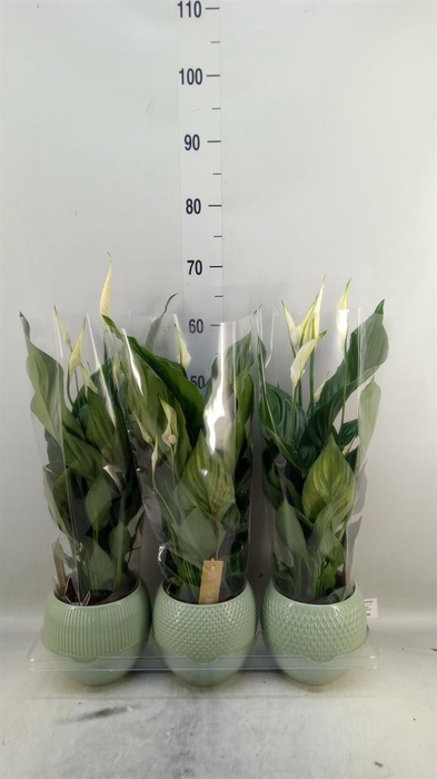 <h4>Spathiphyllum  'Sweet Ricardo'</h4>