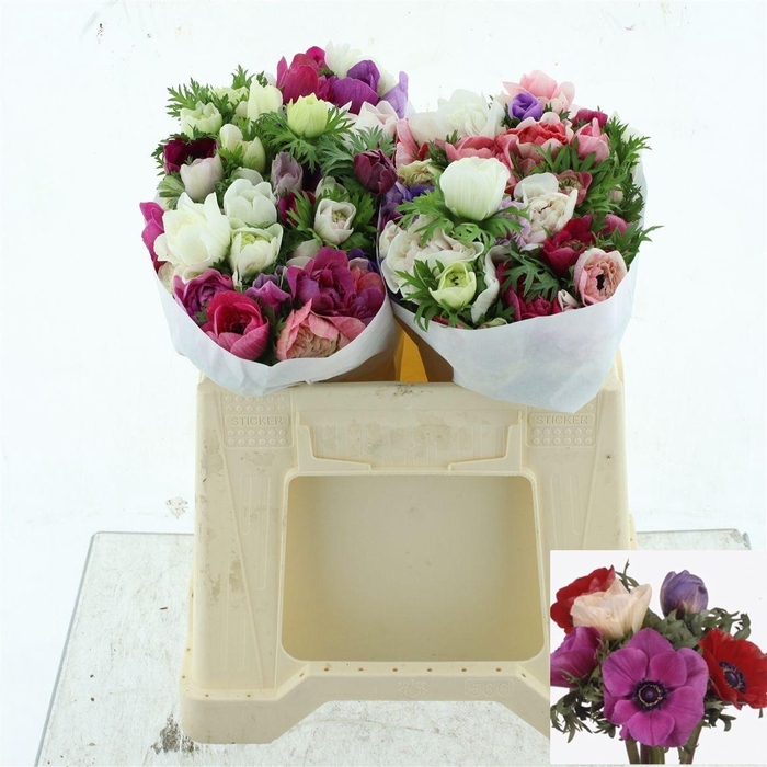 <h4>ANEM GEM BS</h4>