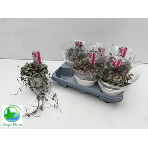 CEROPEGIA WOODII SUP