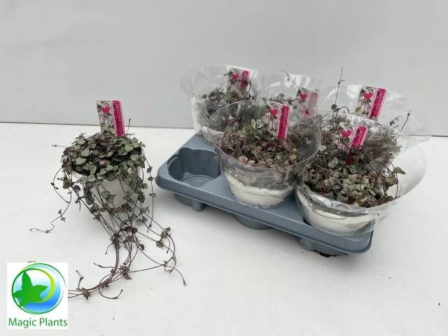 <h4>CEROPEGIA WOODII SUP</h4>