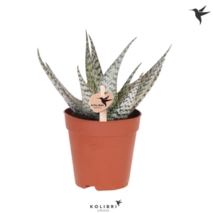 Kolibri Greens Succulenten Aloë Bronze Lizard
