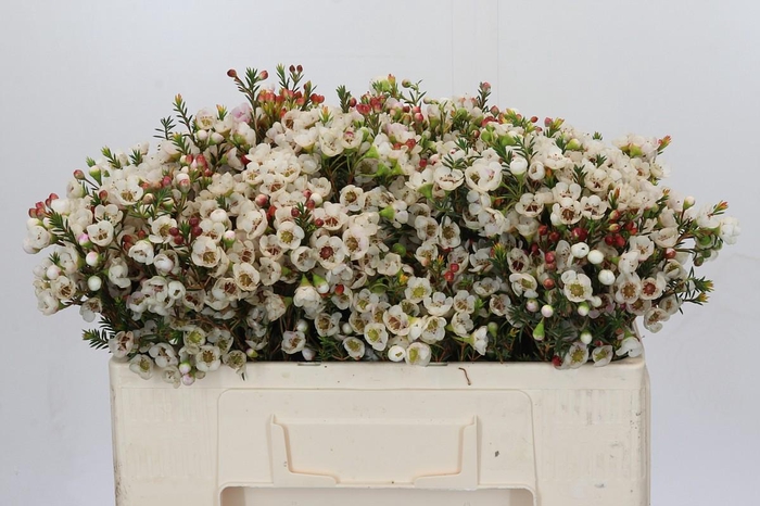 <h4>Chamelaucium Moonlight Delight</h4>