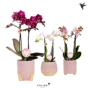 Kolibri Orchids Phalaenopsis mix 2 spike in Desert pot pink