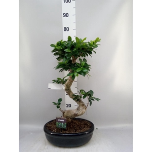 Ficus microcarpa 'Ginseng'