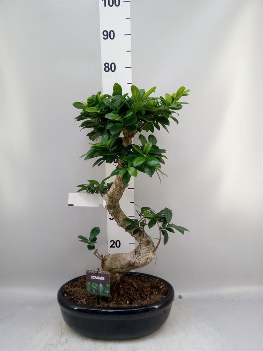 <h4>Ficus microcarpa 'Ginseng'</h4>