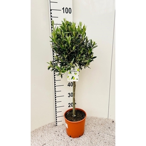 Olea europaea on stem