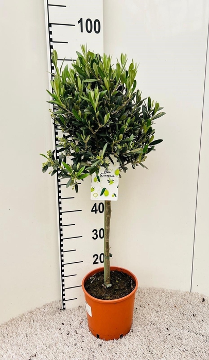 <h4>Olea europaea on stem</h4>