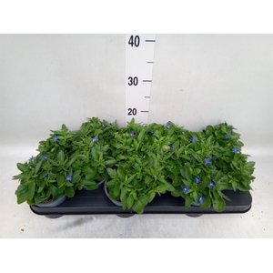 Lobelia erin. 'SweetSpring Blue'