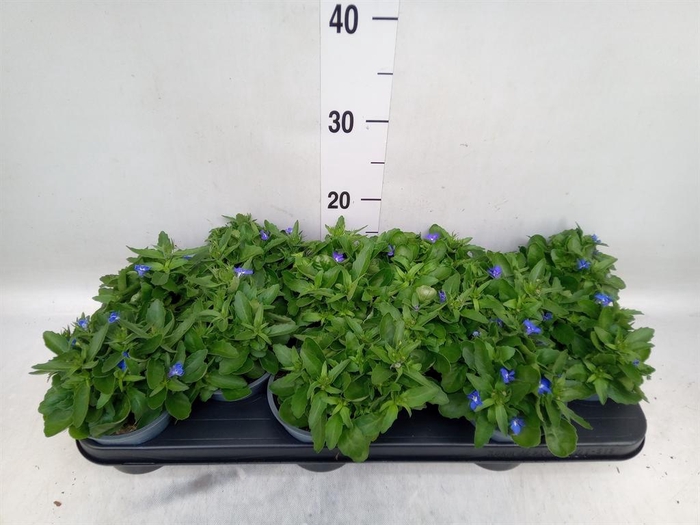 <h4>Lobelia erin. 'SweetSpring Blue'</h4>