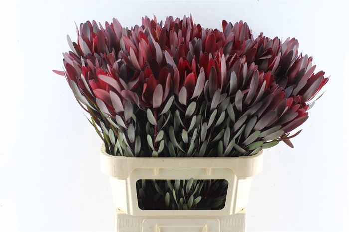 <h4>LEUCAD SAF SUNSET</h4>