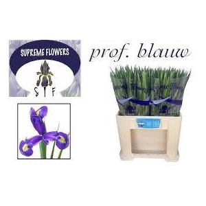 IRIS PROF BLAAUW