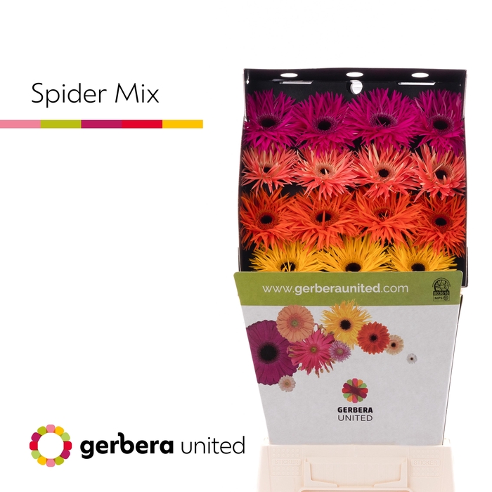 Gerbera Spider Mix Spider Diamond per kaart