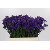 Limonium Navy Sun Birds