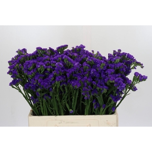 Limonium Navy Sun Birds