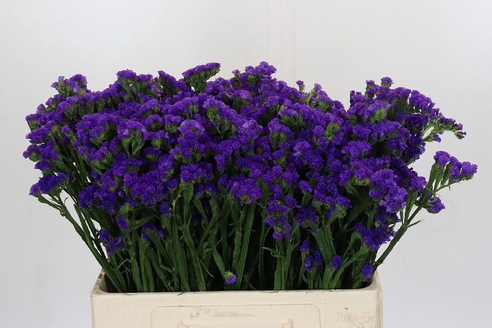 <h4>Limonium Navy Sun Birds</h4>