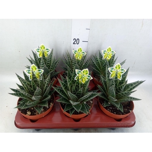 Aloe aristata 'Tiki Tahi'