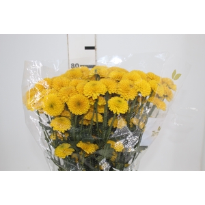CRISANTEMO SANTINI ZINTA 080 CM
