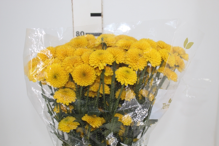 <h4>CRISANTEMO SANTINI ZINTA 080 CM</h4>