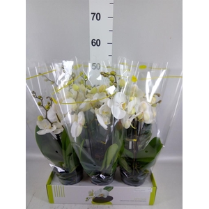 Phalaenopsis   ...white
