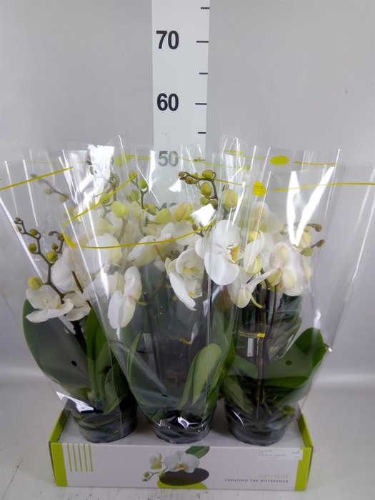 <h4>Phalaenopsis   ...white</h4>