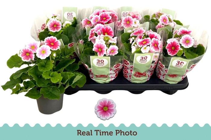 arr8 Prim Ob Tm Red White