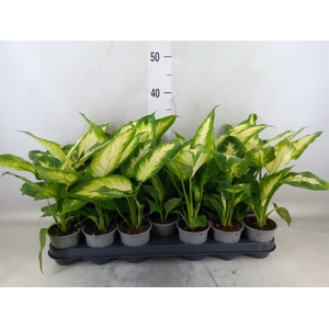 Dieffenbachia  'Camilla'