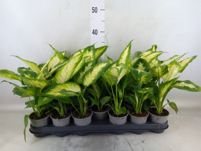 <h4>Dieffenbachia  'Camilla'</h4>